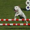 This is Smash leaping and jumping at a summer agility match at Burnaby Lake. Wow! Great photo and nice work Smash!
