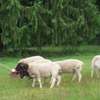 Alice clicker training with sheep ... wonderful!