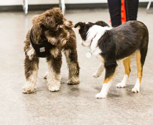 DOGSmartCommunity%2bCentreClasses.jpg